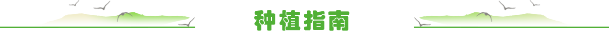 种植指南